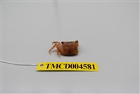 藏品(雙齒近相手蟹)的圖片